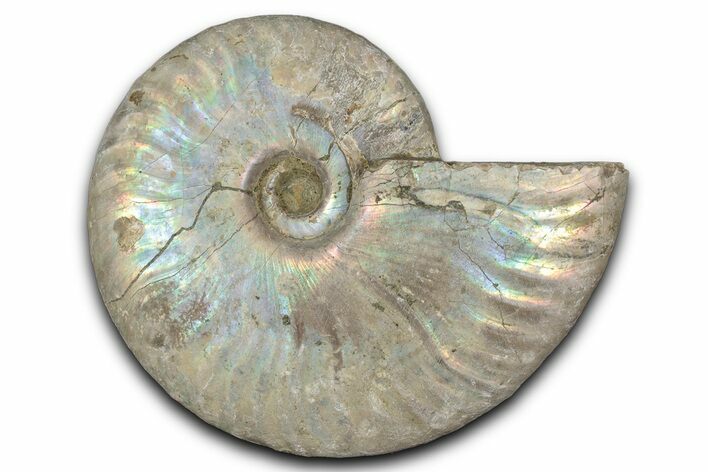 Silver Iridescent Ammonite (Cleoniceras) Fossil - Madagascar #346722